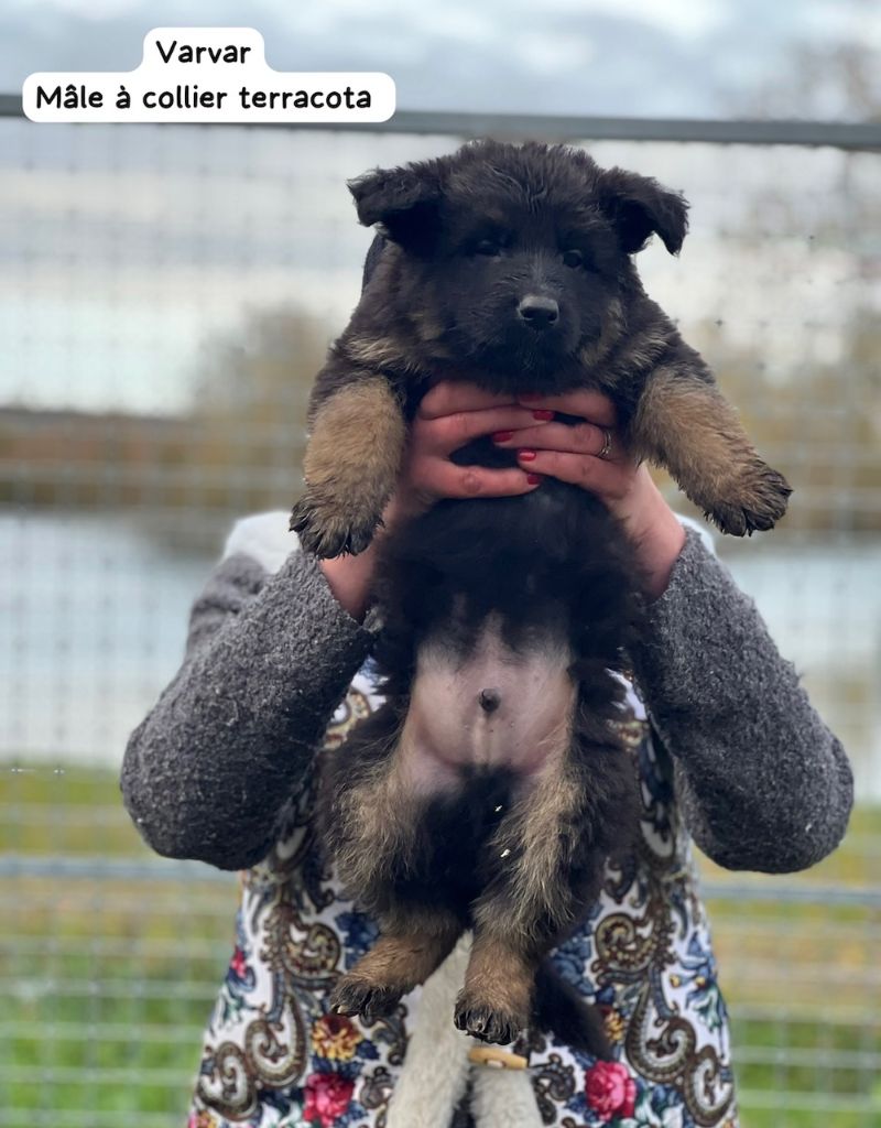 Elèna Voytyakhova - Chiot disponible  - Berger Allemand Poil Long