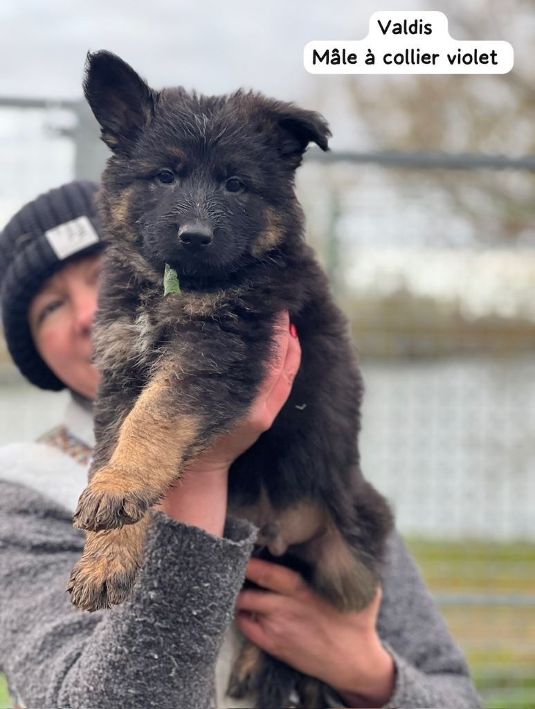 Elèna Voytyakhova - Chiot disponible  - Berger Allemand Poil Long