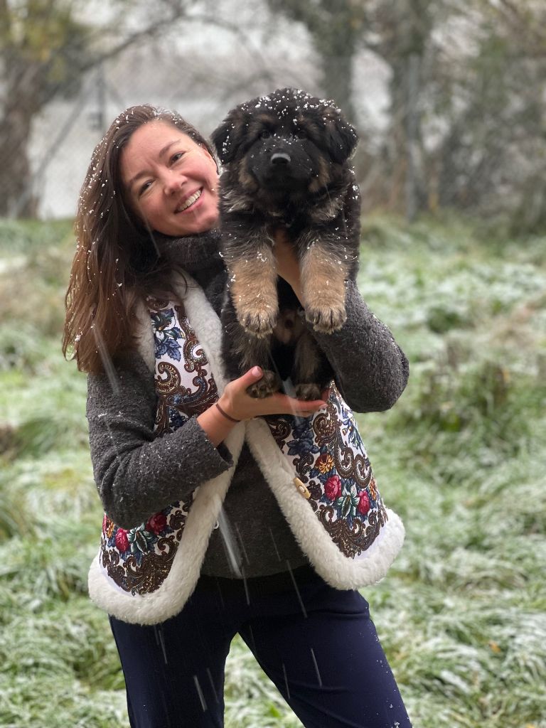 chiot Berger Allemand Poil Long Elèna Voytyakhova